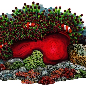 Clownfish Coral Reef Wall Decal