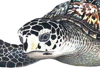 Sea Turtle Wall Decal