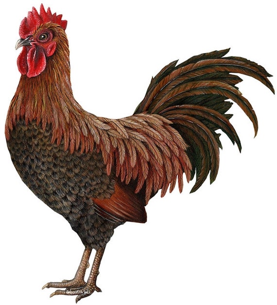 The Proud Cock Rooster