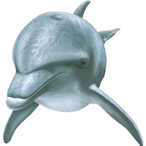 Dolphin Front View Wall Decal