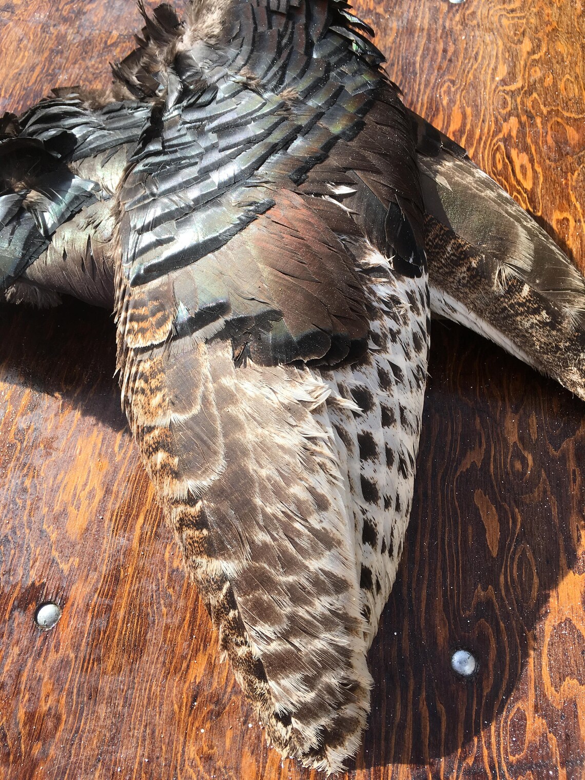 Turkey Wing Wild Turkey Feathers Secondary Wing Feathers Bird Feathers