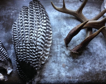 Wild Turkey Wing -- Primary Flight Feathers -- Free Shipping*