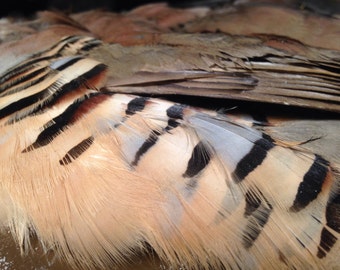 Wild Chukar Partridge -- Skin -- Pelt -- Hide --