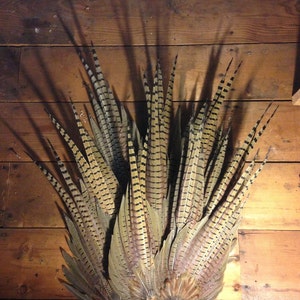 Wild Ringneck Pheasant -- Pheasant Tail Feather -- Free Shipping