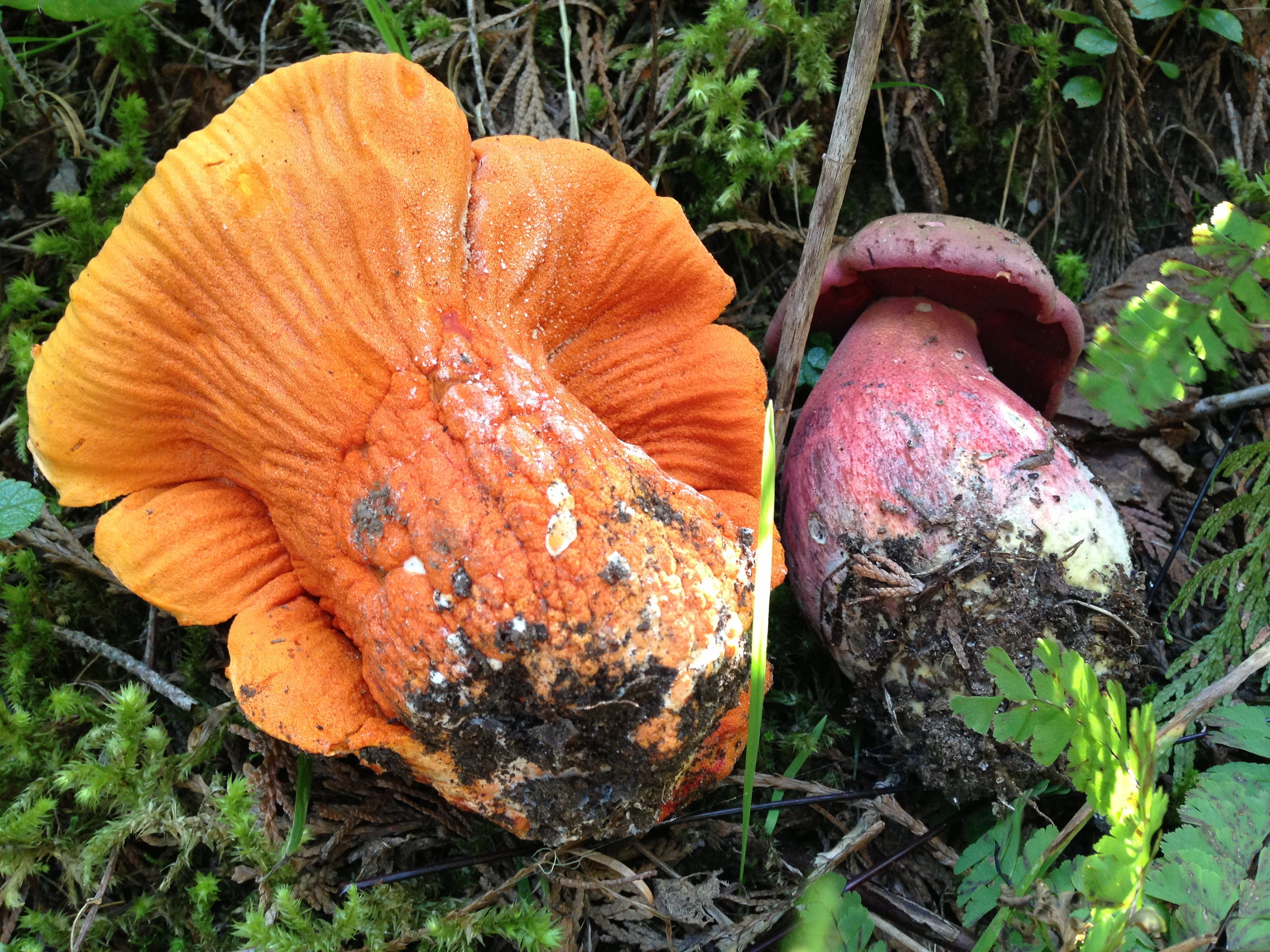 Dried Lobster Mushrooms Dried Wild Mushrooms Wild Etsy