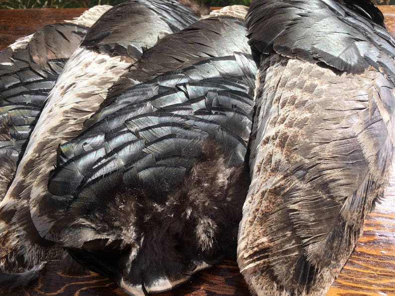 Turkey Wing Wild Turkey Feathers Secondary Wing Feathers Bird Feathers