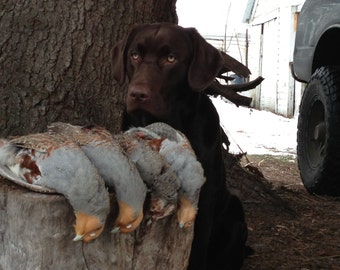 Wild Hungarian Partridge -- Skin -- Pelt -- Feathers