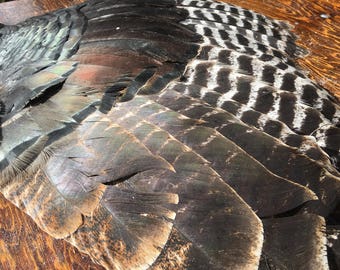 Turkey Wing - Wild Turkey Feathers - Secondary Wing Feathers - Bird Feathers - Turkey Wing Feathers - Wild Turkey