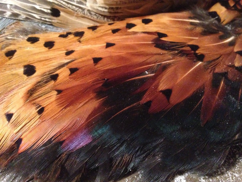Wild Manchurian Ringneck Pheasant Feathers Pelt Skin Hide - Etsy