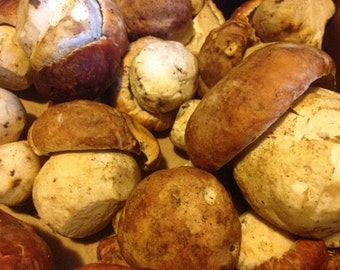 Dried Porchini Mushrooms - Dried Wild Mushrooms - Wild Mushrooms - Preserved Mushrooms - Culinary - Foraged Food - Porchini-