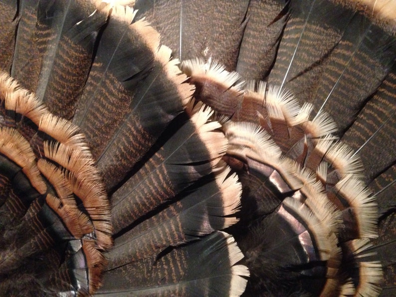 Wild Turkey Tail Fan Feathers Free Shipping - Etsy