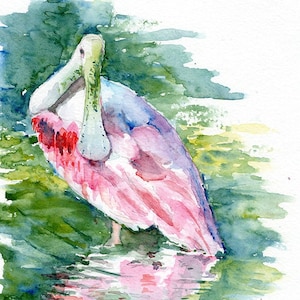ROSEATE SPOONBILL Pink Spoonbill Watercolor Art | Nature Reflection ...