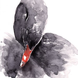 BLACK SWAN Watercolor Print | Painting by Claudia Hafner