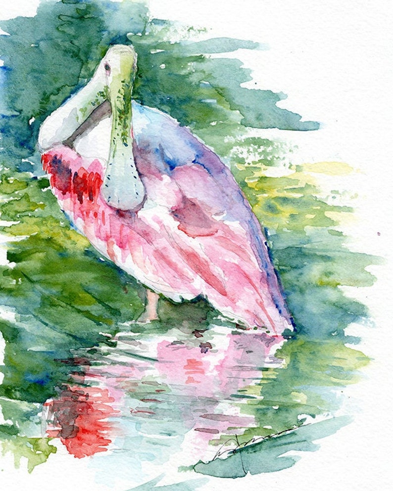 ROSEATE SPOONBILL Pink Spoonbill Watercolor Art | Nature Reflection ...