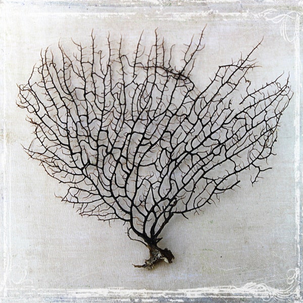Black Sea Fan - Supplies Supply - Destination Beach Weddings - Coastal Decor - Reef Coral Seashells - Nautical Wedding - DYI