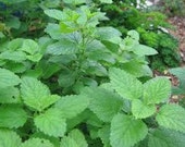 Herb Plant, Lemon Balm