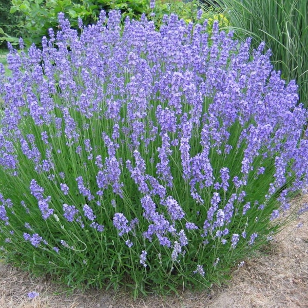 Live Herb Plant, Phenomenal Lavender, 2 plants