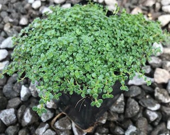 Live Herb Plant, Elfin Thyme, 2 Live Plants