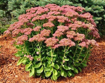 Sedum Autumn Joy, 2 Live Plants, Perennial