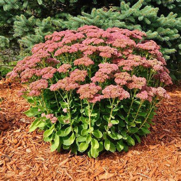 Sedum Autumn Joy, 2 Live Plants, Perennial