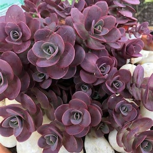 Sedum Stonecrop Sunsparkler Cherry Tart, 2 Live Plants, Perennial image 1