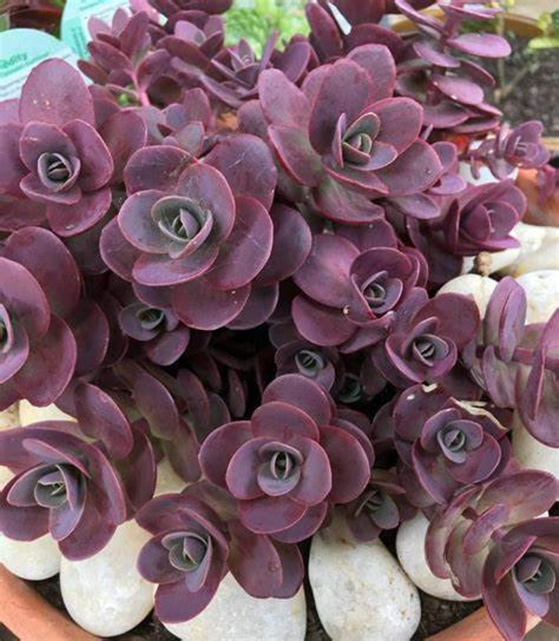 Sedum Stonecrop Sunsparkler Cherry Tart, 2 Live Plants, Perennial image 1