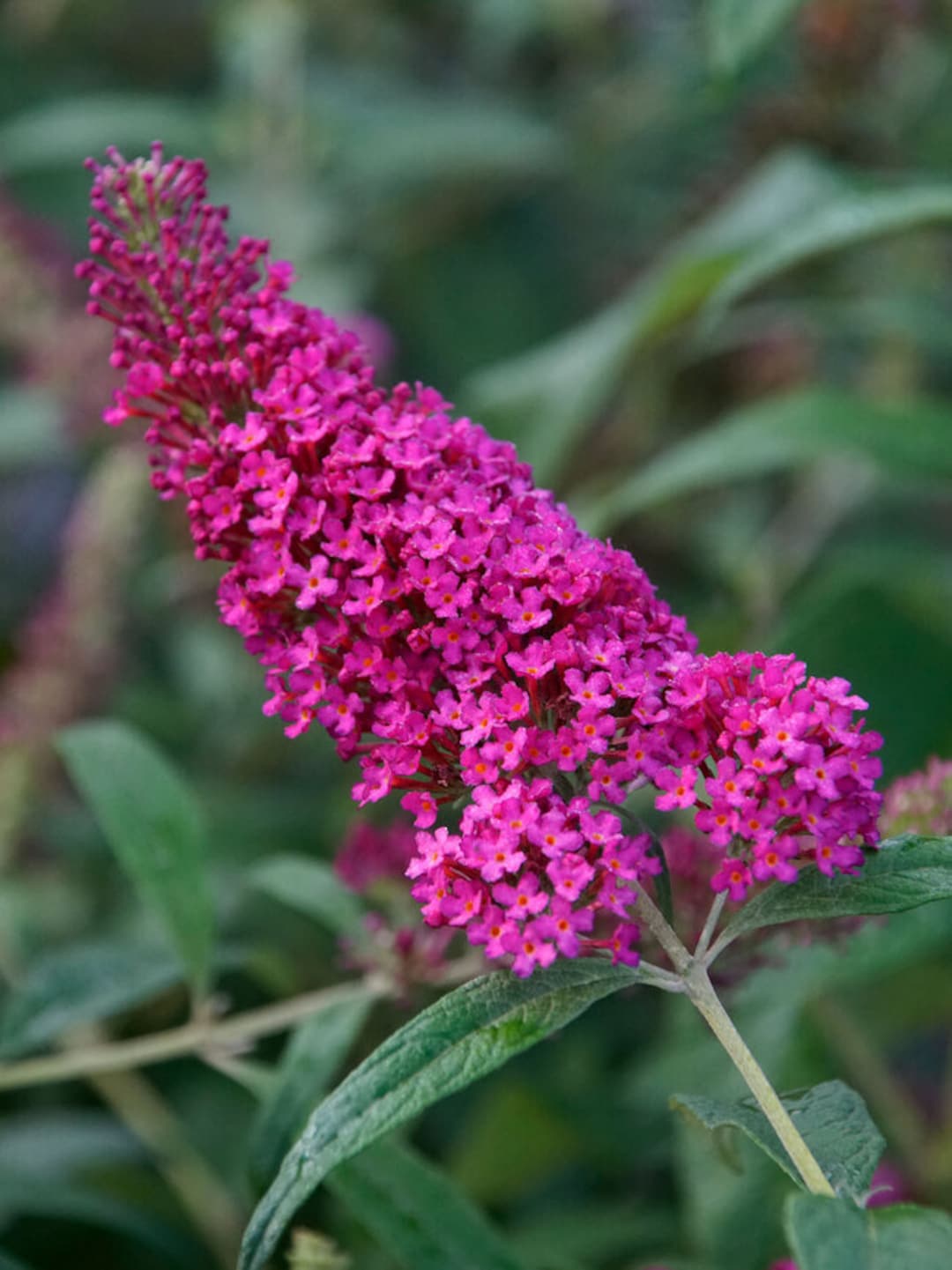 Buddleia Monarch Series : Buddleja ‘Queen of Hearts’ /RHS Gardening ...
