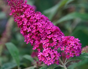 Buddleia Monarch Queen of Hearts, Butterfly Bush, 2 Live Plants