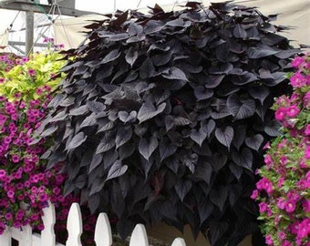 Ipomoea Georgia Purple Heart Sweet Potato Vine, 2 Live Plants, Annual