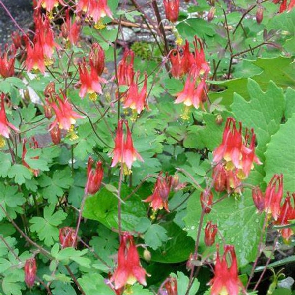 Columbine Aquilegia Canadensis, 2 Live Plants, Perennial