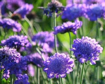 Scabiosa, Fama Blue Pincushion Flower, 2 Live Plants, Perennial