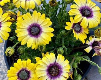 Osteospermum Blue Eyed Beauty African Daisy, 2 Live Plants, Annual