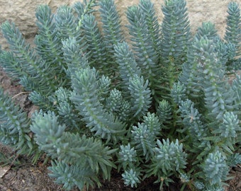Sedum Stonecrop Blue Spruce, 2 Live Plants, Perennial