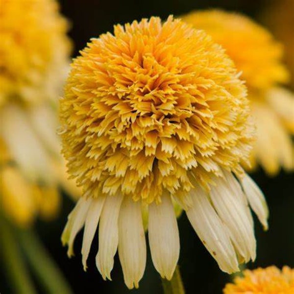 Echinacea Lemon Drop, Prairie Coneflower, 2 Live Plants, Perennial