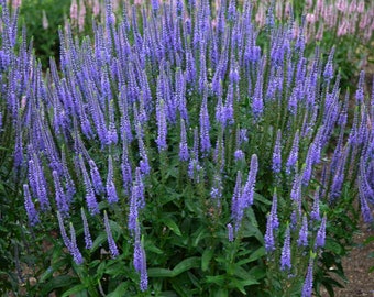 Veronica Spike Speedwell Sky Walker Blue, 2 Live Plants, Perennial