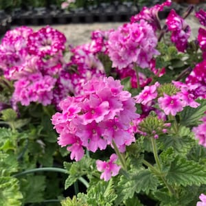 Verbena Enduroscape Magenta, 2 Live Plants, Annual