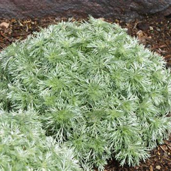 Artemisia Silver Mound Wormwood Live Plant, Perennial