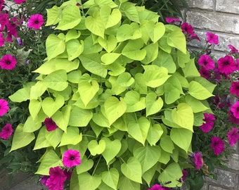 Ipomoea Marguerite Sweet Potato Vine, 2 Live Plants, Annual