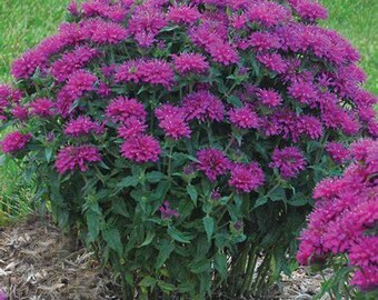 Monarda Sugar Buzz Grape Gumball, Bee Balm, Bergamot, 2 Live Plants, Perennial