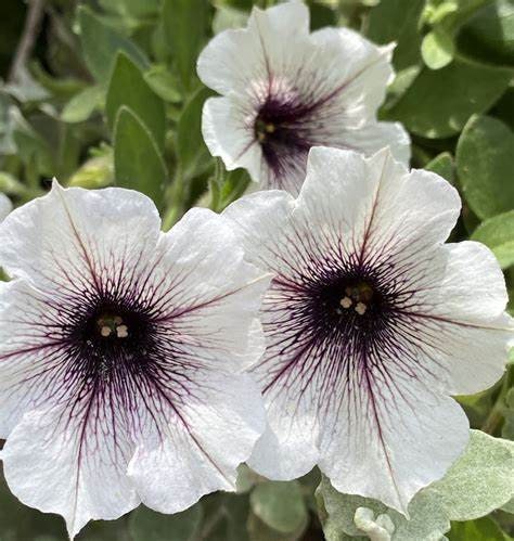 2 Petunia Crazytunia Black & White, 2 Live Plants, Annual - Etsy