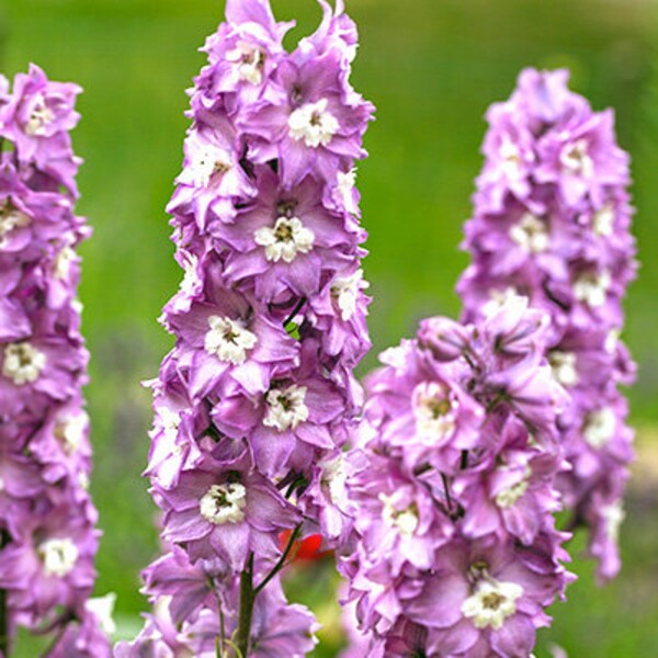 Delphinium Magic Fountains Cherry Blossom White Bee, 2 Live Plants, Perennial