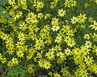 Coreopsis Moonbeam, 2 Live Plants, Perennial