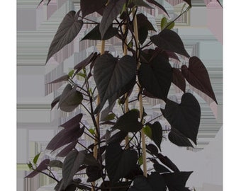 Ipomoea Solar Tower Black Climbing Sweet Potato Vine, 2 Live Plants, Annual