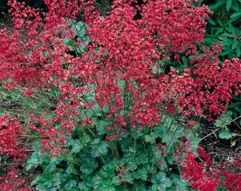 Heuchera Ruby Bells, Coral Bells, 2 Live Plants, Perennial