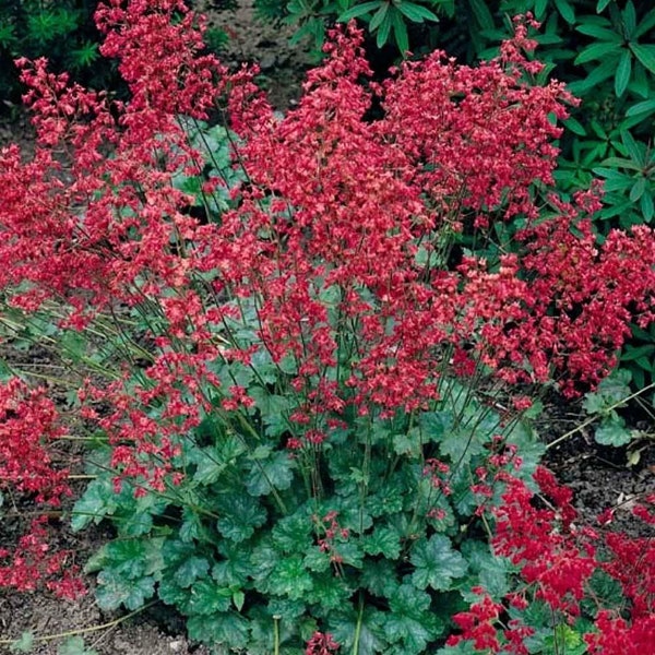 Heuchera Ruby Bells, Coral Bells, 2 Live Plants, Perennial