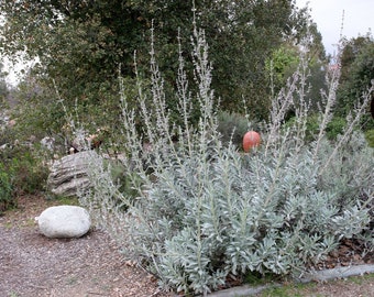 Live Herb Plant White Sage, Salvia Apiana, 2 Live Plants