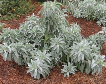 2 Live Herb Plants, Salvia Apiana Compact White Sage