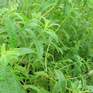 Live Herb Plant Lemon Verbena, 2 Plants