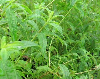 Live Herb Plant Lemon Verbena, 2 Plants