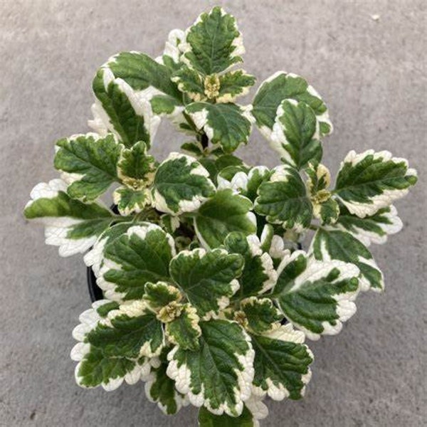 Plectranthus Variegated Swedish Ivy, 2 Live Plants, Annual